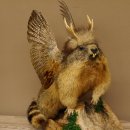 großer Wolpertinger Murmeltier Wolpi Mankei Präparat Rehgeweih Flügel 86.12.21