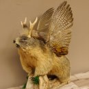 großer Wolpertinger Murmeltier Wolpi Mankei Präparat Rehgeweih Flügel 86.12.21