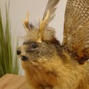 großer Wolpertinger Murmeltier Wolpi Mankei Präparat Rehgeweih Flügel 86.12.21