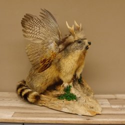 großer Wolpertinger Murmeltier Wolpi Mankei Präparat Rehgeweih Flügel 86.12.21