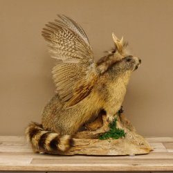 großer Wolpertinger Murmeltier Wolpi Mankei Präparat Rehgeweih Flügel 86.12.21