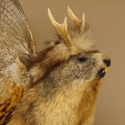 großer Wolpertinger Murmeltier Wolpi Mankei Präparat Rehgeweih Flügel 86.12.21