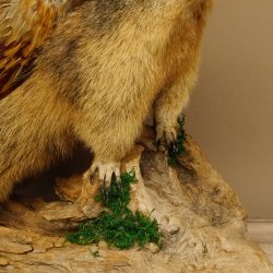 großer Wolpertinger Murmeltier Wolpi Mankei Präparat Rehgeweih Flügel 86.12.21