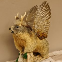 großer Wolpertinger Murmeltier Wolpi Mankei Präparat Rehgeweih Flügel 86.12.21