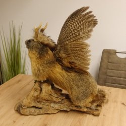 großer Wolpertinger Murmeltier Wolpi Mankei Präparat Rehgeweih Flügel 86.12.21