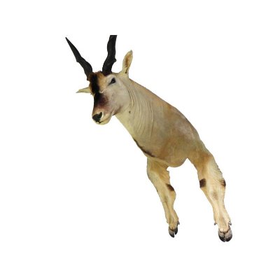 Common Eland (Tragelaphus Oryx) Riesengro&szlig;er ELAND BULLE Kopfpr&auml;parat mit F&uuml;&szlig;e