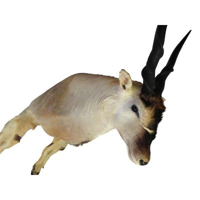 Riesengro&szlig;er ELAND BULLE Kopfpr&auml;parat mit F&uuml;&szlig;e Afrika Antilope