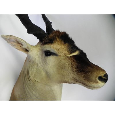 Common Eland (Tragelaphus Oryx) Riesengro&szlig;er ELAND BULLE Kopfpr&auml;parat mit F&uuml;&szlig;e