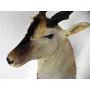Common Eland (Tragelaphus Oryx) Riesengroßer ELAND...