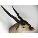 Common Eland (Tragelaphus Oryx) Riesengroßer ELAND BULLE Kopfpräparat mit Füße