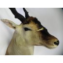 Common Eland (Tragelaphus Oryx) Riesengroßer ELAND BULLE Kopfpräparat mit Füße