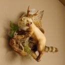 Wolpertinger Marder Wolpi Präparat Rehgeweih große Flügel Ast offener Fang Höhe 50 cm