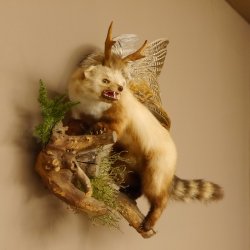 Wolpertinger Marder Wolpi Präparat Rehgeweih große Flügel Ast offener Fang Höhe 50 cm