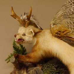 Wolpertinger Marder Wolpi Präparat Rehgeweih große Flügel Ast offener Fang Höhe 50 cm