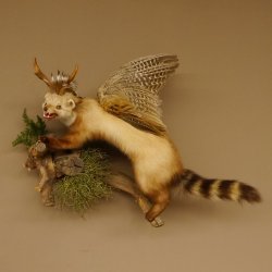 Wolpertinger Marder Wolpi Präparat Rehgeweih große Flügel Ast offener Fang Höhe 50 cm