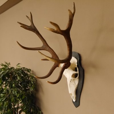 Rothirsch ungerader 14 ender Höhe 82 cm Stangen Hirschgeweih Hirsch Schiefer Trophäenschild