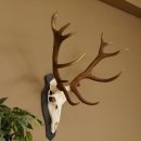 Rothirsch ungerader 14 ender Höhe 82 cm Stangen Hirschgeweih Hirsch Schiefer Trophäenschild