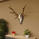 Rothirsch ungerader 14 ender Höhe 82 cm Stangen Hirschgeweih Hirsch Schiefer Trophäenschild