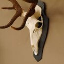 Rothirsch ungerader 14 ender Höhe 82 cm Stangen Hirschgeweih Hirsch Schiefer Trophäenschild