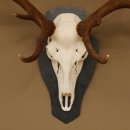 Rothirsch ungerader 14 ender Höhe 82 cm Stangen Hirschgeweih Hirsch Schiefer Trophäenschild