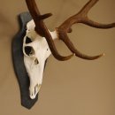 Rothirsch ungerader 14 ender Höhe 82 cm Stangen Hirschgeweih Hirsch Schiefer Trophäenschild