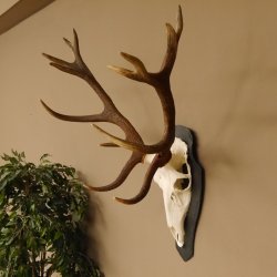 Rothirsch ungerader 14 ender Höhe 82 cm Stangen Hirschgeweih Hirsch Schiefer Trophäenschild