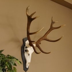 Rothirsch ungerader 14 ender Höhe 82 cm Stangen Hirschgeweih Hirsch Schiefer Trophäenschild