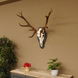 Rothirsch ungerader 14 ender Höhe 82 cm Stangen Hirschgeweih Hirsch Schiefer Trophäenschild
