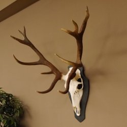 Rothirsch ungerader 14 ender Höhe 82 cm Stangen Hirschgeweih Hirsch Schiefer Trophäenschild