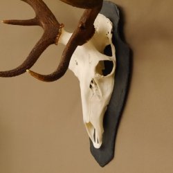 Rothirsch ungerader 14 ender Höhe 82 cm Stangen Hirschgeweih Hirsch Schiefer Trophäenschild