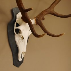 Rothirsch ungerader 14 ender Höhe 82 cm Stangen Hirschgeweih Hirsch Schiefer Trophäenschild
