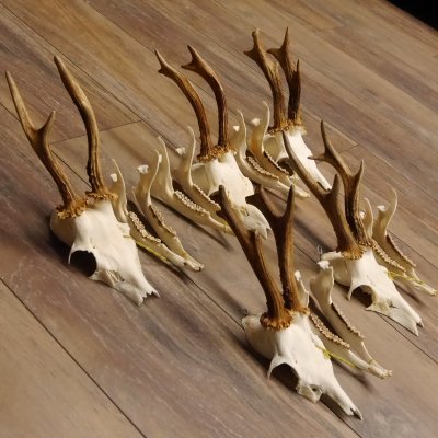 5 Stück Rehgeweihe lose Reh Bock Geweihe Geweih mit Unterkiefer 12.125