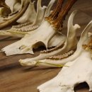 5 Stück Rehgeweihe lose Reh Bock Geweihe Geweih mit Unterkiefer 12.125