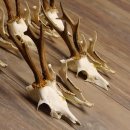 5 Stück Rehgeweihe lose Reh Bock Geweihe Geweih mit Unterkiefer 12.125