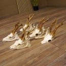 5 Stück Rehgeweihe lose Reh Bock Geweihe Geweih mit Unterkiefer 12.125