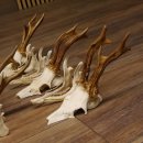 5 Stück Rehgeweihe lose Reh Bock Geweihe Geweih mit Unterkiefer 12.125