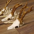5 Stück Rehgeweihe lose Reh Bock Geweihe Geweih mit Unterkiefer 12.125