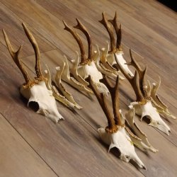 5 Stück Rehgeweihe lose Reh Bock Geweihe Geweih mit Unterkiefer 12.125