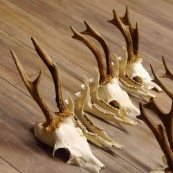 5 Stück Rehgeweihe lose Reh Bock Geweihe Geweih mit Unterkiefer 12.125