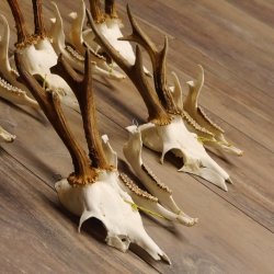 5 Stück Rehgeweihe lose Reh Bock Geweihe Geweih mit Unterkiefer 12.125