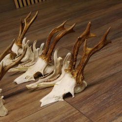 5 Stück Rehgeweihe lose Reh Bock Geweihe Geweih mit Unterkiefer 12.125