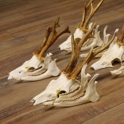 5 Stück Rehgeweihe lose Reh Bock Geweihe Geweih mit Unterkiefer 12.125