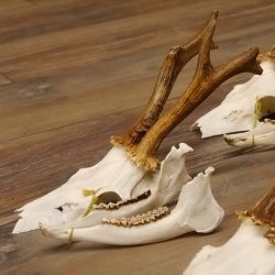 5 Stück Rehgeweihe lose Reh Bock Geweihe Geweih mit Unterkiefer 12.125