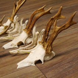 5 Stück Rehgeweihe lose Reh Bock Geweihe Geweih mit Unterkiefer 12.125