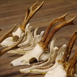 5 Stück Rehgeweihe lose Reh Bock Geweihe Geweih mit Unterkiefer 12.125