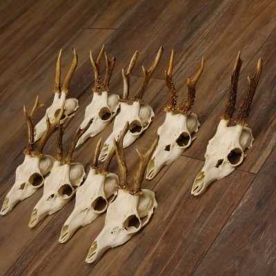 9 Stück Rehgeweihe lose Reh Bock Geweihe Geweih mit Drahtaufhängung 12.126