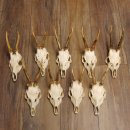 9 Stück Rehgeweihe lose Reh Bock Geweihe Geweih mit Drahtaufhängung 12.126