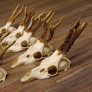 9 Stück Rehgeweihe lose Reh Bock Geweihe Geweih mit Drahtaufhängung 12.126