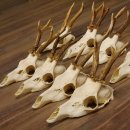 9 Stück Rehgeweihe lose Reh Bock Geweihe Geweih mit Drahtaufhängung 12.126