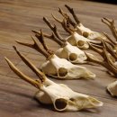 9 Stück Rehgeweihe lose Reh Bock Geweihe Geweih mit Drahtaufhängung 12.126